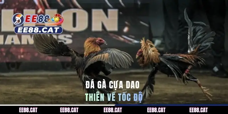 Đá gà cựa dao cho sư kê mê tốc độ