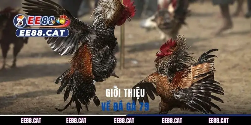Giới thiệu về đá gà 79