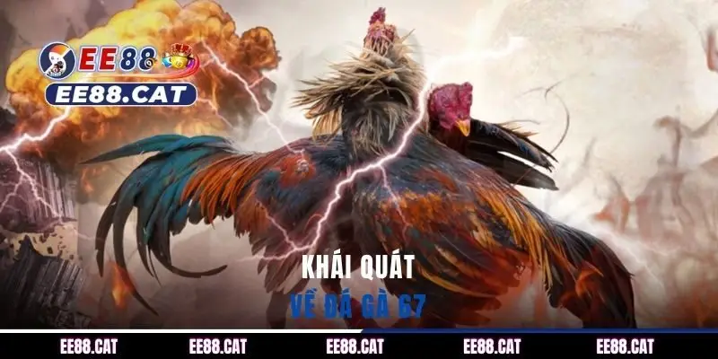 Khái quát về đá gà 67