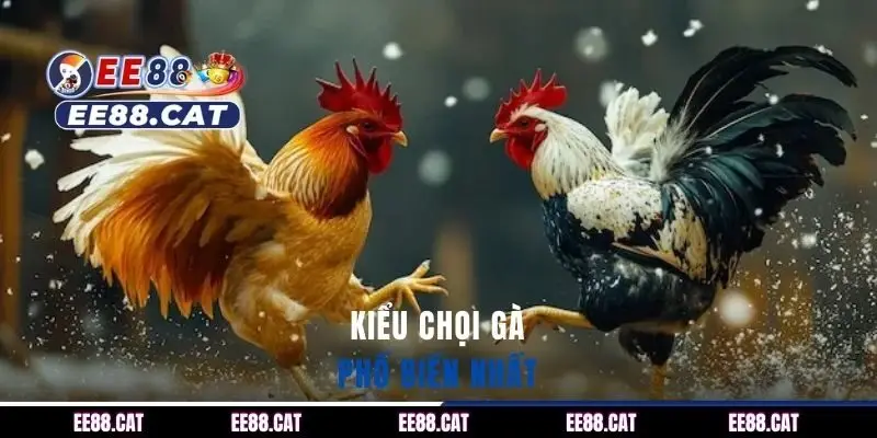 Kiểu chọi gà phổ biến nhất