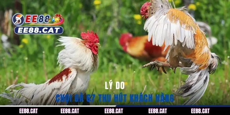 Lý do chọi gà 67 thu hút khách hàng