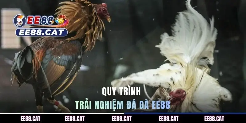 Quy trình trải nghiệm đá gà EE88 chuẩn cho newbie
