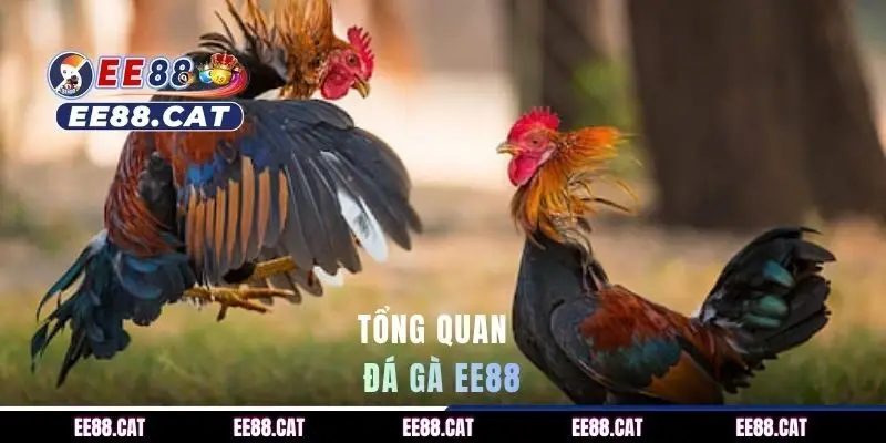 Đá gà EE88 - theo dõi chọi kê trực tiếp với nhiều hình thức
