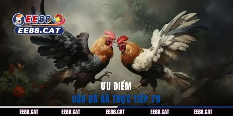 Ưu điểm của đá gà trực tiếp 79